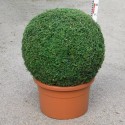 Buxus semp. arborescens