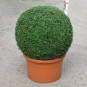 Buxus semp. arborescens