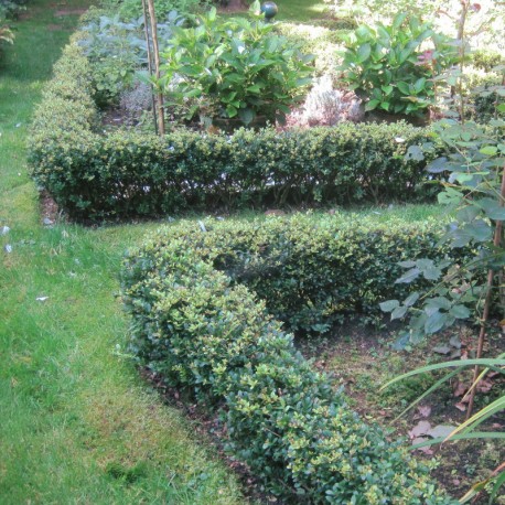 Ilex cren. 'Stokes'