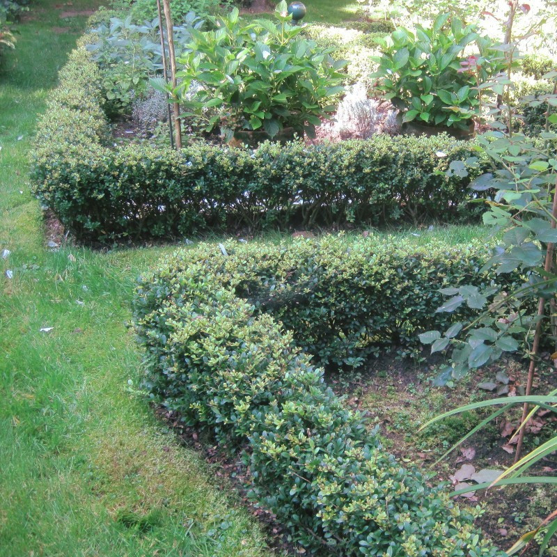 Ilex cren. 'Stokes'