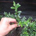 Ilex cren. 'Stokes'