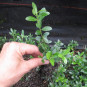 Ilex cren. 'Stokes'
