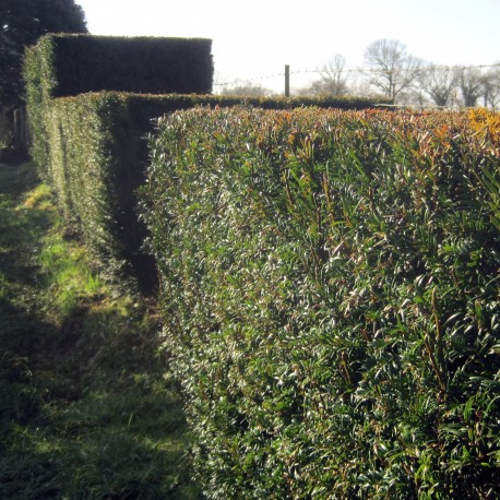 Taxus baccata