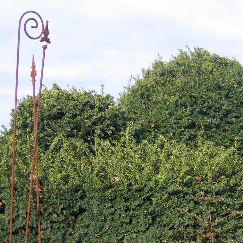 Taxus baccata