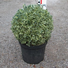 Buxus semp. 'Argenteovariegata'