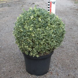Buxus semp. 'Argenteovariegata'