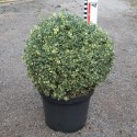 Buxus semp. 'Argenteovariegata'