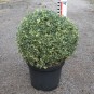 Buxus semp. 'Argenteovariegata'