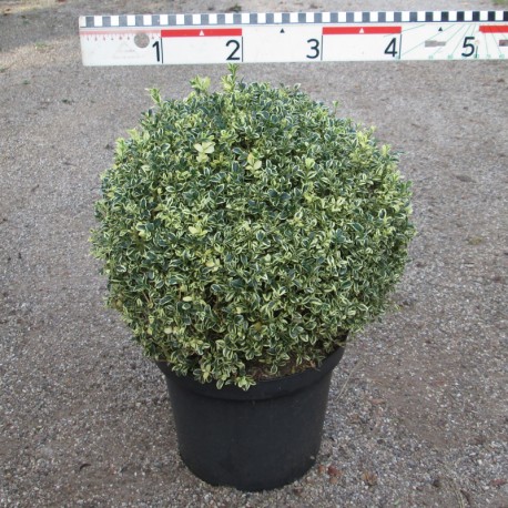 Buxus semp. 'Argenteovariegata'