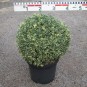 Buxus semp. 'Argenteovariegata'
