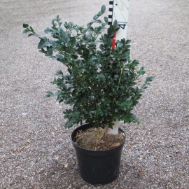 Buxus semp. 'Vardar Valley'