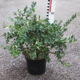 Buxus semp. 'Aurea Pendula'