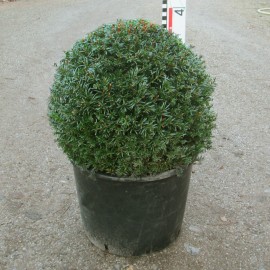 Taxus baccata
