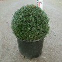 Taxus baccata