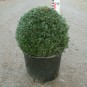 Taxus baccata