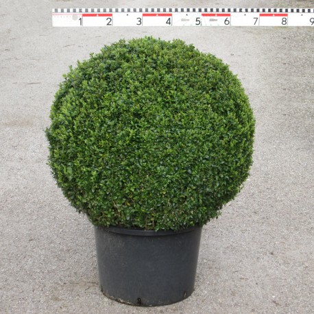 Buxus semp. arborescens