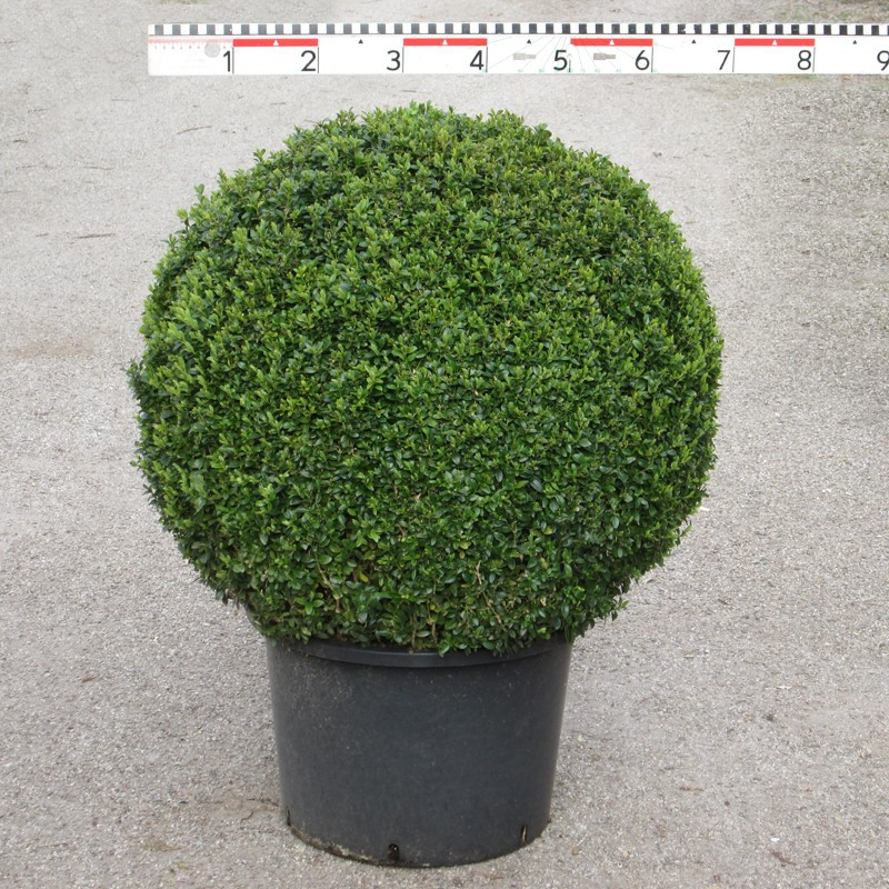 Buxus semp. arborescens