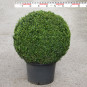 Buxus semp. arborescens