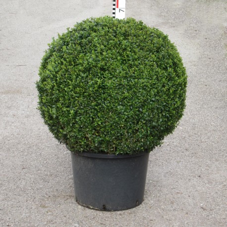 Buxus semp. arborescens