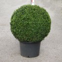 Buxus semp. arborescens
