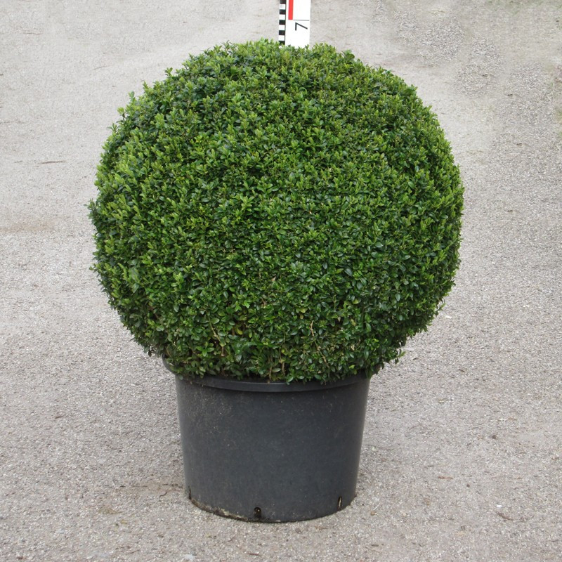 Buxus semp. arborescens