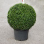 Buxus semp. arborescens