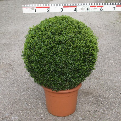 Buxus semp. arborescens