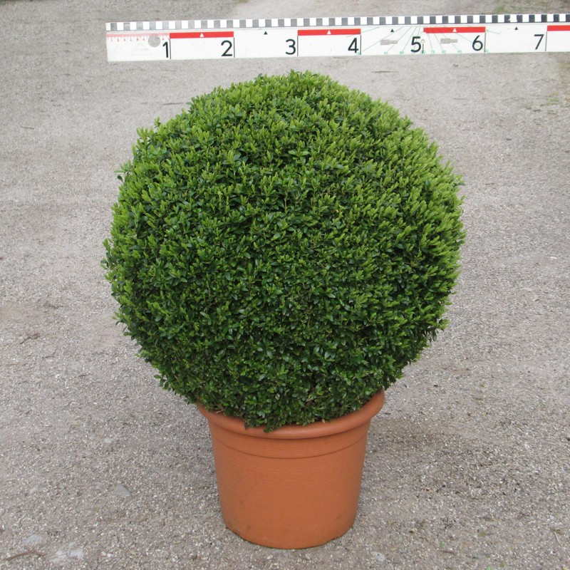 Buxus semp. arborescens