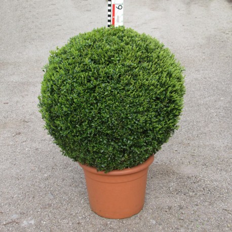 Buxus semp. arborescens