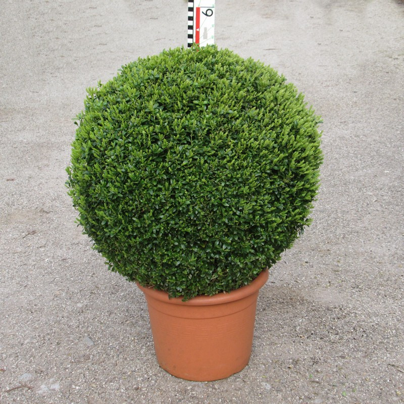 Buxus semp. arborescens