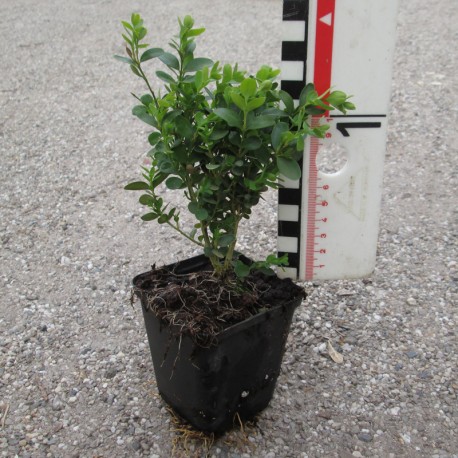 Buxus semp. 'Suffruticosa'
