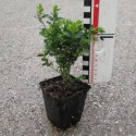 Buxus semp. 'Suffruticosa'