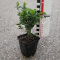 Buxus semp. 'Suffruticosa'