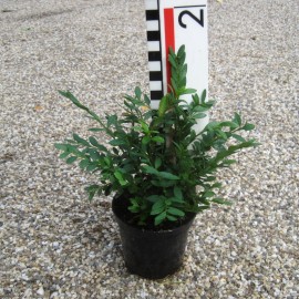 Buxus 'Green Gem'