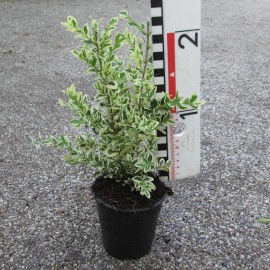 Buxus semp. 'Argenteovariegata'