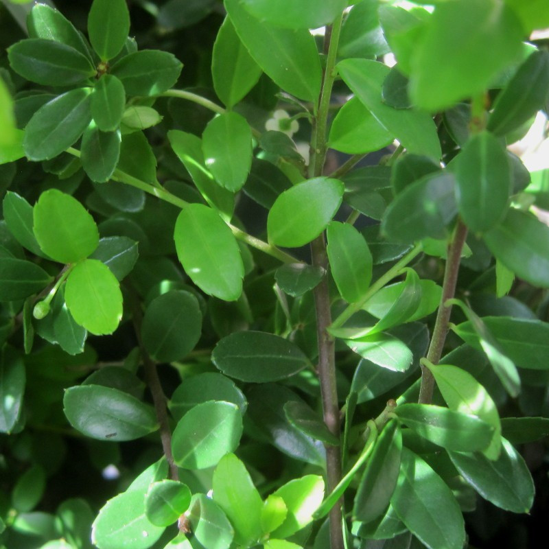 Ilex cren. 'Dark Green®'