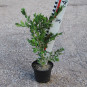 Buxus semp. 'Haller'