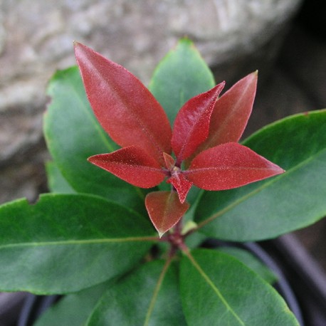 'Zebulon' Kalmia latifolia