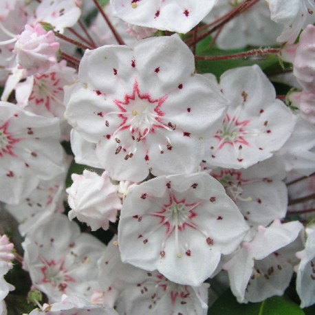 'Zebulon' Kalmia latifolia