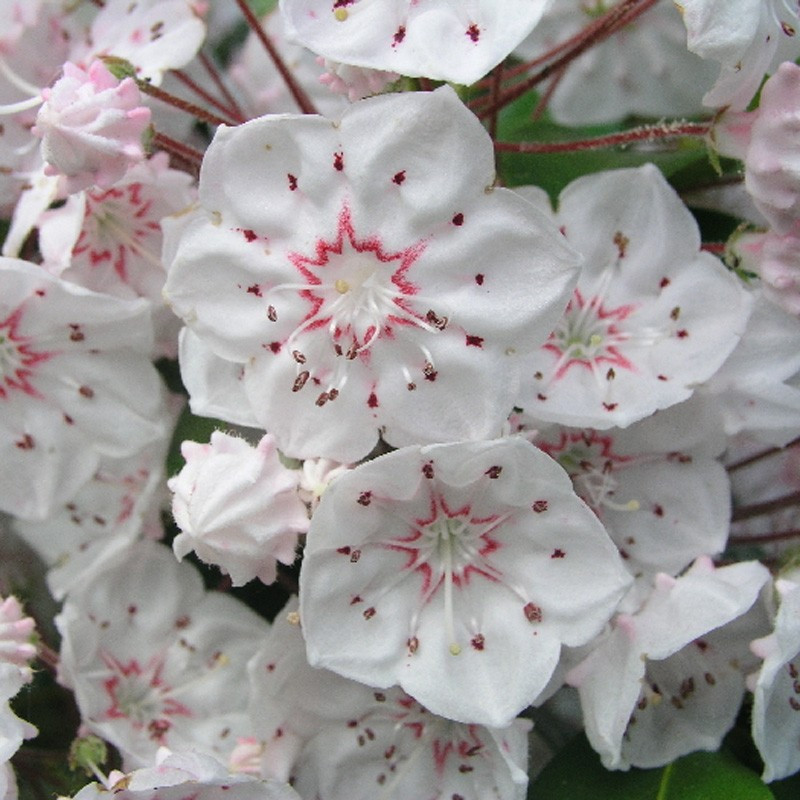 'Zebulon' Kalmia latifolia