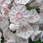 'Zebulon' Kalmia latifolia