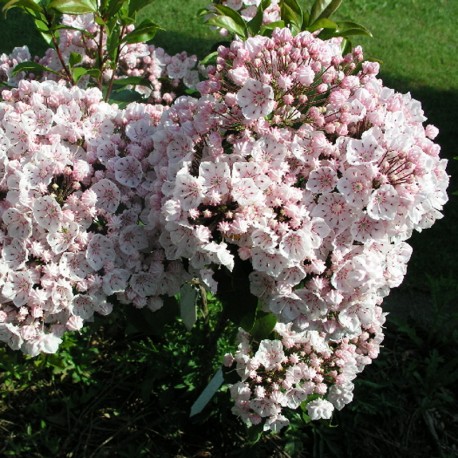 'Zebulon' Kalmia latifolia