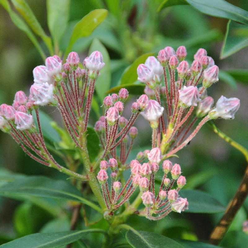 'Zebulon' Kalmia latifolia