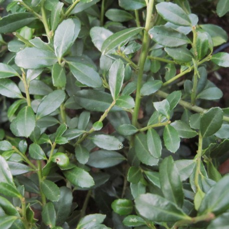 Ilex cren. 'Stokes'