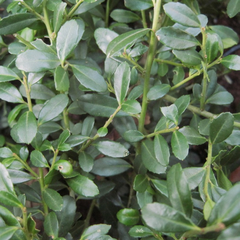 Ilex cren. 'Stokes'