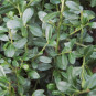Ilex cren. 'Stokes'