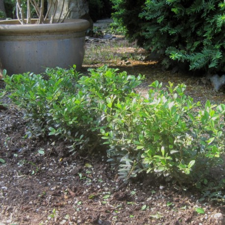 Ilex cren. 'Stokes'