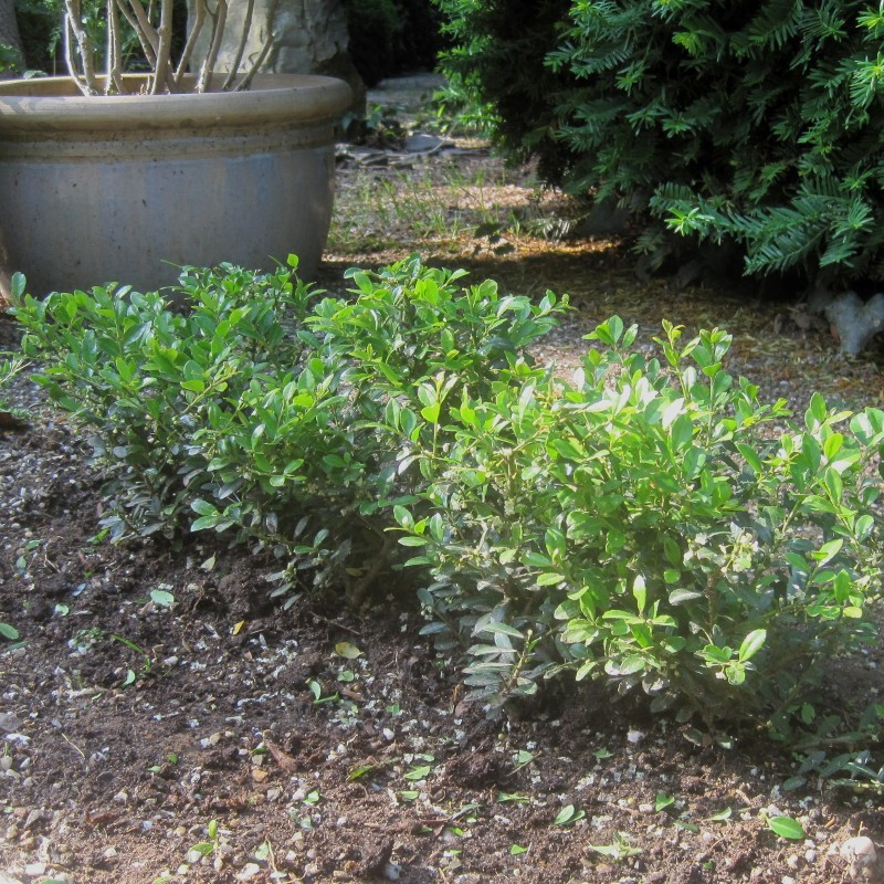 Ilex cren. 'Stokes'