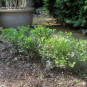 Ilex cren. 'Stokes'