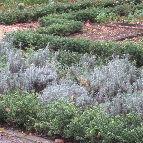 Ilex cren. 'Convexa'